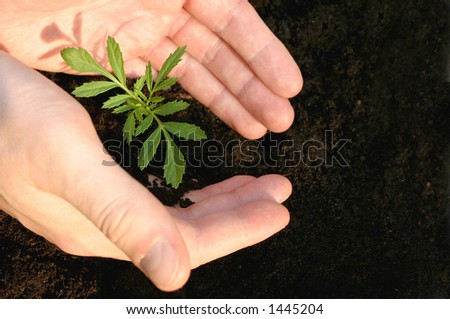 Hands protecting a small plant