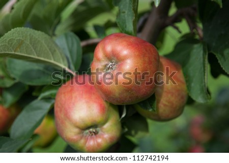 Ripe apples on tree. The picture is from Hardanger, Norway. One of the best fruit places in Norway and very especially in spring when all the fruit trees bloom.