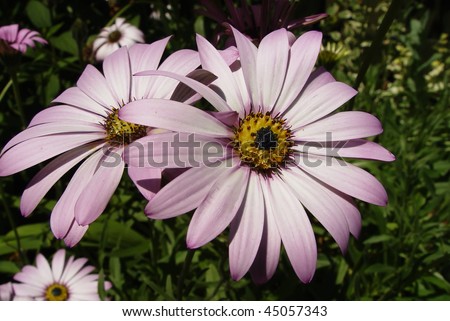 Two Daisy (family Asteraceae) flowers close together