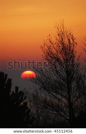 The sun just rising over the sea with trees in the foreground