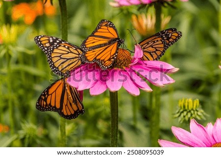 Similar – Foto Bild Wunderschöner oranger Schmetterling auf der grünen Pflanze