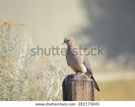 Mourning dove (Zenaida macroura) perched on a fence post along the Double Diamond Ranch Walking/Bike Path in Reno, Nevada.