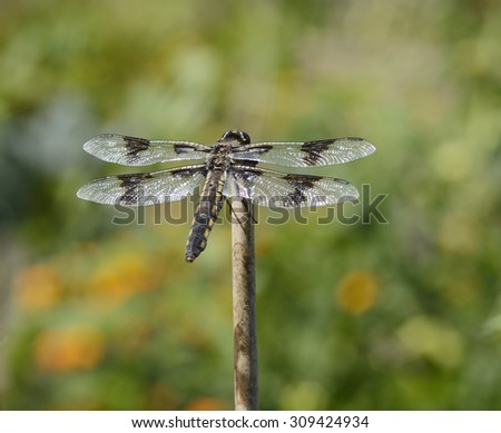 Dragonfly (order Odonata) perched on a garden stake at Jackson Park P-Patch (a community garden) in Seattle in August with a blurred green and orange background.