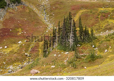 Grove of trees in a subalpine meadow photographed from Golden Gate Trail, Paradise, Mount Rainier National Park, Washington state.