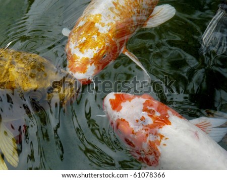 Ornamental koi carp fish in a pond in a Japanese garden