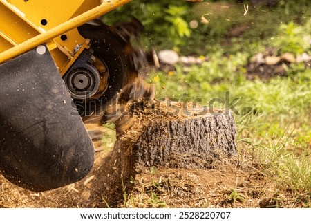 Similar – Image, Stock Photo Tree stump at the Brodtener Ufer