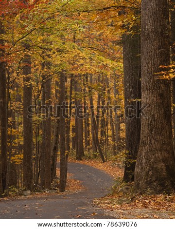 Winding country road at autumn.  This narrow road winds through the Roaring Fork Motor Trail in the Great Smoky Mountain National Park.