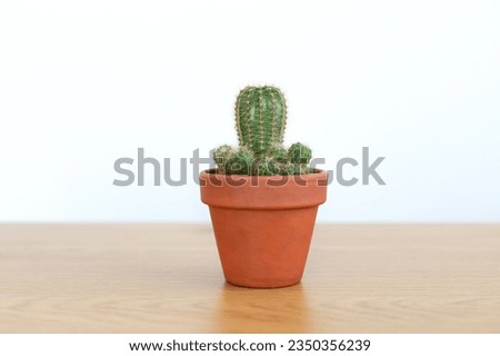 Similar – Image, Stock Photo Mini cactus in white ceramic pot