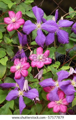 Macro blue and ruby red Clematis - flowers and leaves with a dark background