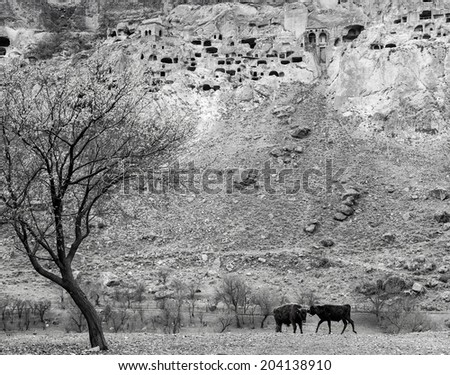 bw mountain landscape with ancient buildings, cows and tree in Georgia