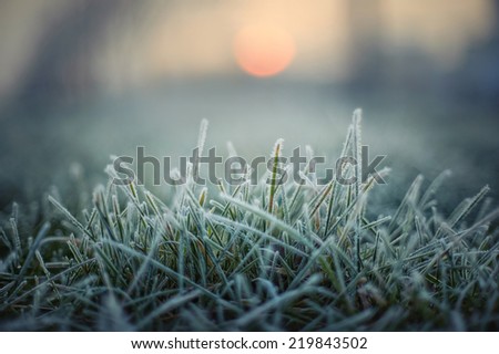 Similar – Image, Stock Photo frost blossoms Nature