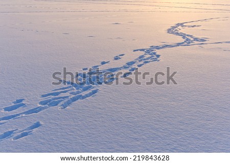 snow surface texture with animal and human traces in evening sunlight