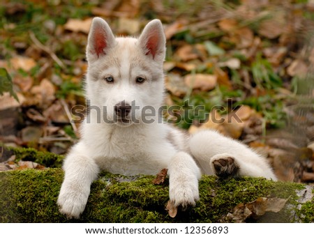 White husky puppy