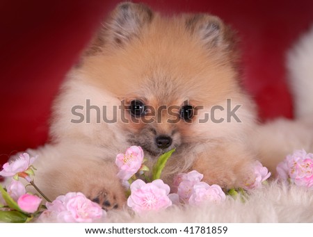 Pomeranian puppy with flowers