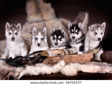 five husky pups