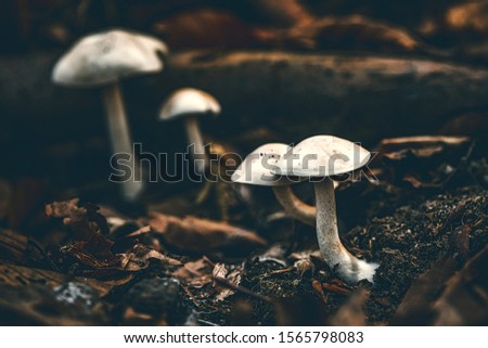 Wild mushrooms in the forest 商業照片 © 