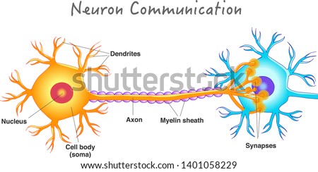 Neuron communication. Transmission of the nerve signal between two neurons. Neuron connect. Nervous system. Simple annotated. White background. 2d vector drawing. 