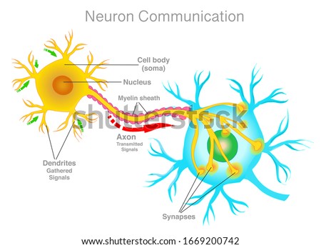 Neuron communication. Blue yellow neuron signal connection. Transmission of the nerve signal between two neurons. Simple explanations. White background. Medical illustration.  2d drawing Vector 