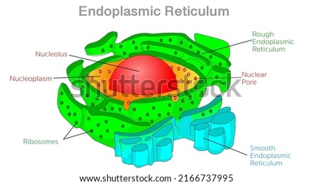 Endoplasmic reticulum, ER diagram. Rough, smooth, SER, RER.  Nucleoplasm, nucleolus, nuclear pore, membranes. Animal human cell anatomy, structure. Explanations, colored draw. Illustration vector