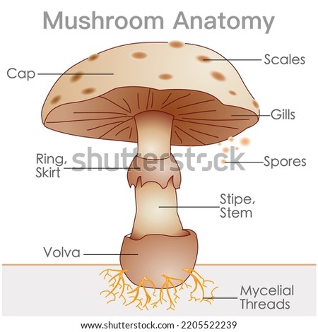 Mushroom anatomy. Structure parts, cap, skirt, spores, ring,  lamella, pileus, stem, gills volva, mycelium, hyphae, fungus. Convex, ovate, conical. Toadstool, mush room diagram. Illustration vector