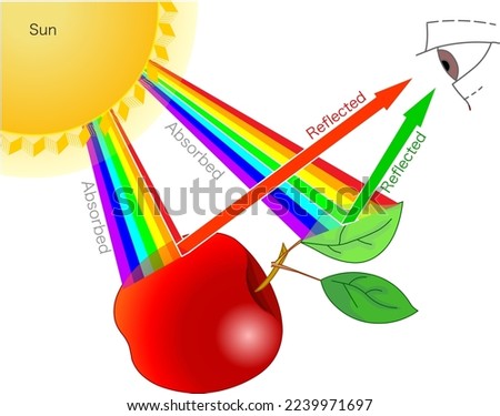 Seeing colors, reflection of red apple and green leaf on eye. Effect of white light on materials. Examples. Reflected, absorbed, transmitting. Sunlight, Sunshine, rainbow colour. Vector illustration Сток-фото © 