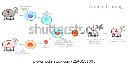 Animal cloning diagram. Genetically identical copy. Somatic cell nuclear transfer. Clone dolly sheep steps. Electricity, embryo,  carrier foster mother. Biotechnology example. Vector