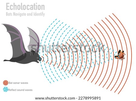 Bat echolocation. Bio sonar. Butterfly, insect, fly navigate. Reflected sound waves. Echo. Audio source from the speaker hitting an obstacle, prey, returning. Animal navigation. Illustration Vector 