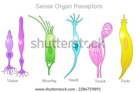 Receptor cells. Sense organs examples. Vision, various nerve cells. Touch, meissner corpuscles include, rods, cones, olfactory smell, hair, hearing, gustatory, taste. Colored illustration vector