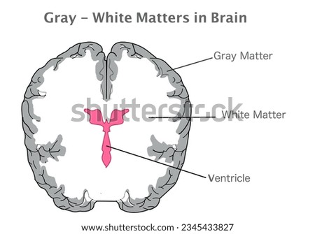 Gray, white matter, ventricle in human brain. Cross section anatomy. Gray tissue in cerebellum, cerebrum, and brain stem. White composed of bundles of axons. Top view. Illustration vector