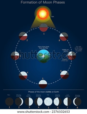 Moon phases formation. View earth from pole. New, first, last  quarter, full, waxing gibbous, secondary, crescent waning crescent. Lunar moves stage, visible from earth. Vector illustration