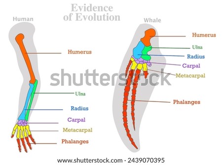 Evolution, evidence. Human, whale, dolphin water animal bones. Colored tailbone, humerus ulna radius. Homologous features sample. Modification of skeleton. Body plan form complex. Illustration vector	