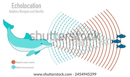 Dolphin echolocation. Bio sonar. Fish, krill navigate in under water. Reflected sound waves. Echo. Audio source from the speaker hitting an obstacle, returning. Navigation. Illustration Vector