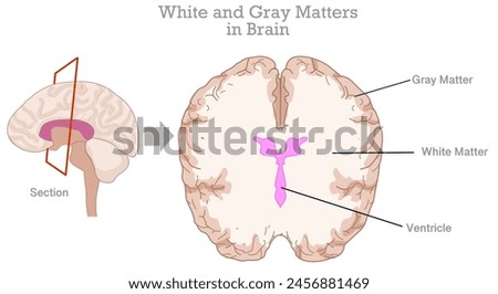 White, gray matter, ventricle in human brain. Gray tissue in cerebellum, cerebrum, and brain stem. Cross section anatomy. White composed of bundles of axons. Top view. Illustration vector