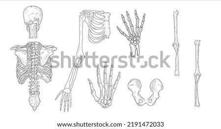 Human Skeletal System Drawing | Free download on ClipArtMag