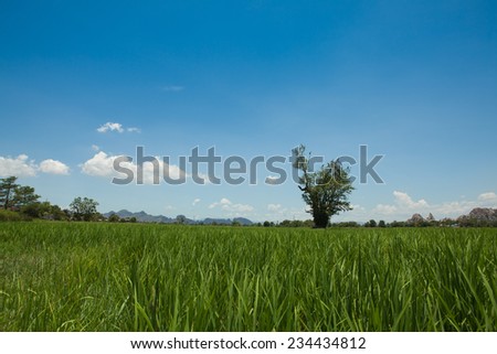 Field and tree. / clear blue sky