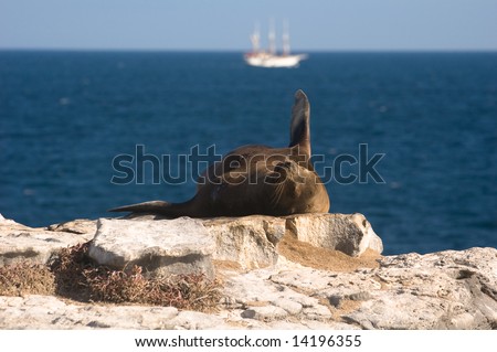 An anchored cruise ship and a Galapagos Sea Lion (Zalophus californianus wollebaeki).  South Plaza Island, Santa Cruz Island, Galapagos, Ecuador.