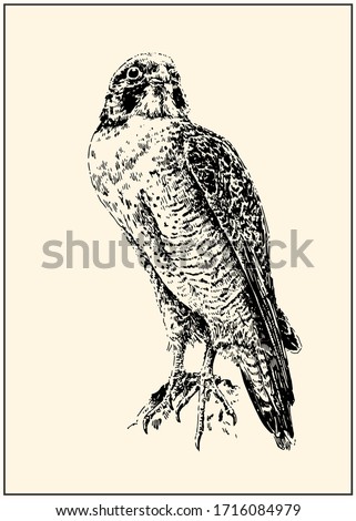 Peregrine falcon (Falco peregrinus). Black and white hand drawing with pen and ink. Engraving, etching, sketch style.