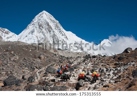 The caravan of yaks carrying heavy loads from Mount Everest base camp in the Himalayas, Nepal.