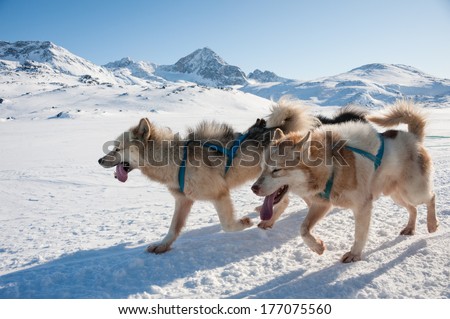 Greenland sled dogs at work.