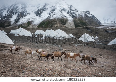 Caravan of horse and donkey in Karakoram mountain, Pakistan.