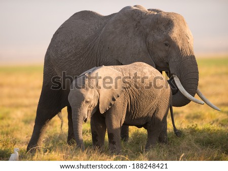 An African elephant mother and a baby elephant in late afternoon light, Amboseli National Park, Kenya