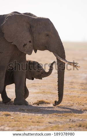An African elephant mother and a baby elephant
