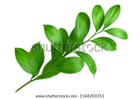 Similar – Image, Stock Photo nature Nature leaves twigs