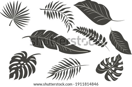 Set of tropical leaves in silhouettes. In gray color.Palm, monstera, banana tree. Vector bundle. 
