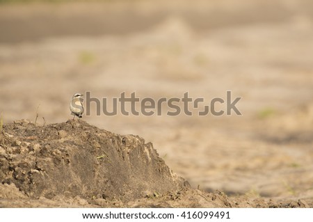 Northern Weatear