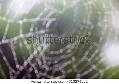 Boke blur Morning dew. Shining water drops on spiderweb over green forest background.