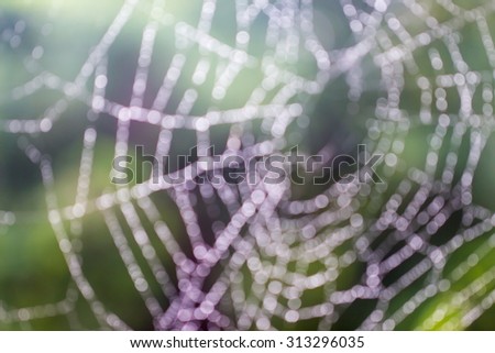Boke blur Morning dew. Shining water drops on spiderweb over green forest background.