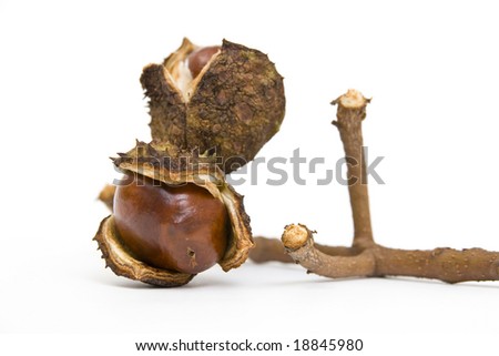 Chestnut with a worm hole on a branch