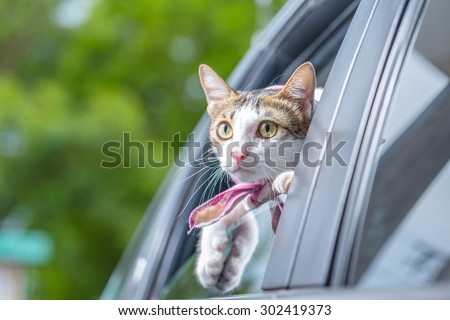 Cat happy with her head out of a car window