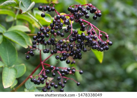 Similar – Image, Stock Photo Elder bush Branch